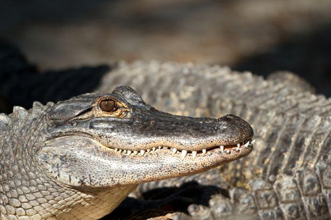 Alligators au cœur des bayous de Louisiane